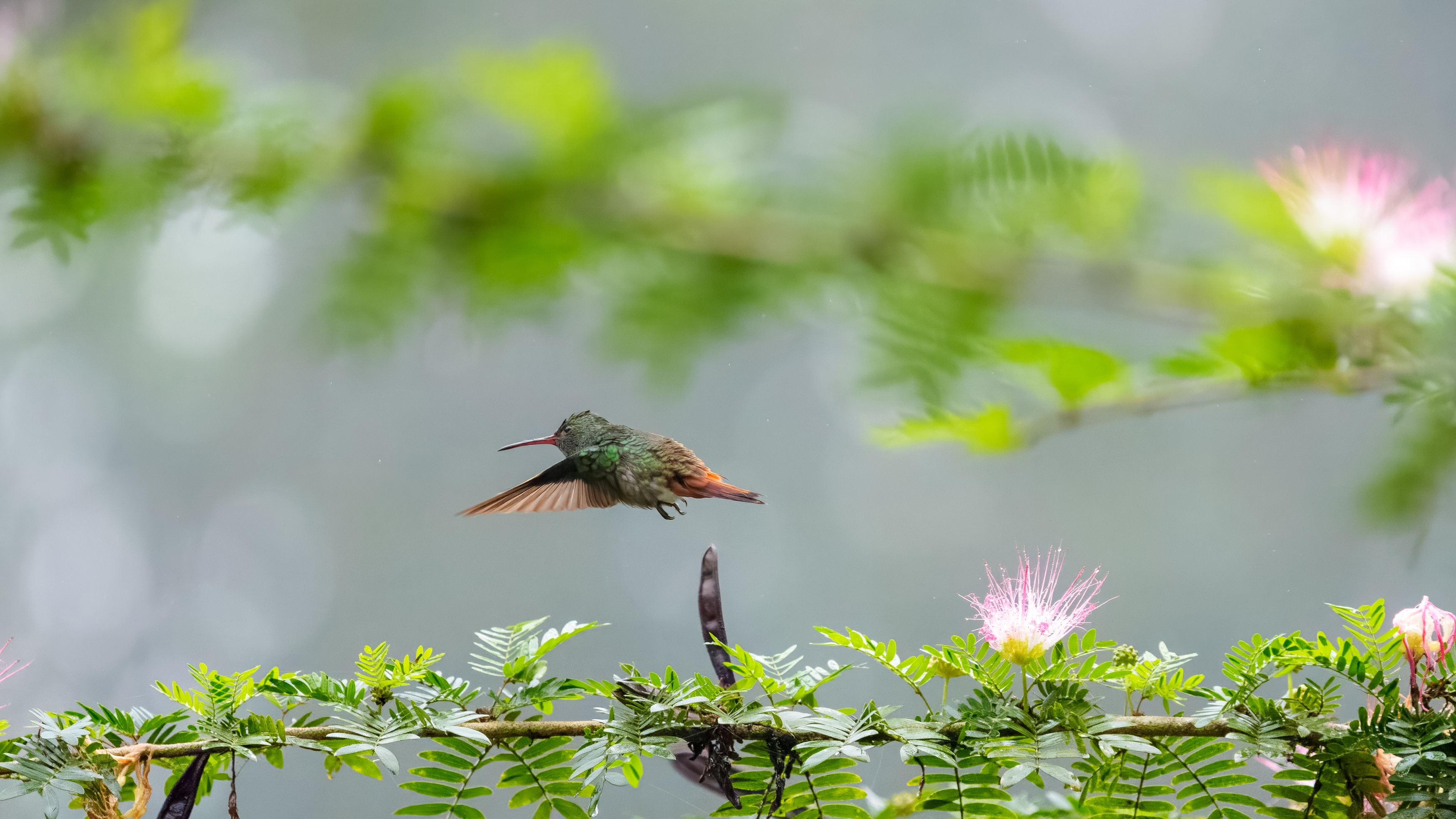 Die Braunschwanzamazilie (Amazilia tzacatl) ist eine Vogelart aus der Familie der Kolibris. Sie kommt von Mexiko bis nach Kolumbien und dem Nordwesten Venezuelas vor. Der Bestand wird von der IUCN als „nicht gefährdet“ (least concern) eingeschätzt. Die Braunschwanzamazilie ist vom Süden Mexikos über Mittelamerika bis ins nördliche Südamerika verbreitet. Sie kommt an den Gebirgshängen der Atlantikseite Mexikos bis zum östlichen Panama vor. In Costa Rica ist sie auch an der Pazifikküste zu finden, ebenso in Panama. In Südamerika kommt sie am Pazifikhang Kolumbiens bis in den Südwesten Ecuadors und östlich über Nordkolumbien bis in den Osten Venezuelas vor.

Die Art ist hauptsächlich im Flachland zu finden bis zu 1200 m Höhe in Mexiko, bis zu 1850 m in Costa Rica, 1800 m in Kolumbien und 1700 m in Venezuela. In Ecuador wurde sie sogar in Höhen von 2500 m Höhe gesichtet.

Die Braunschwanzamazilie bevorzugt waldlose Gebiete, auch Lichtungen, Gärten, Waldränder und gelegentlich Sekundärwälder. Sie kommt in niedrigeren, buschigen Lebensräumen vor und sucht gerne künstliche Futterstellen (Feeder) auf, die in offenem Gelände mit etwas Deckung platziert sind.